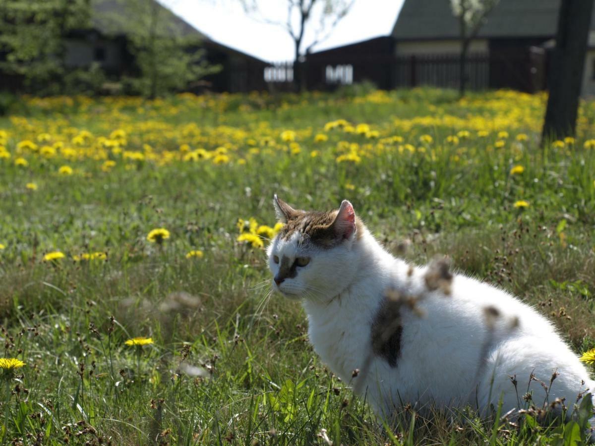 Wieza Marzen Farm stay *